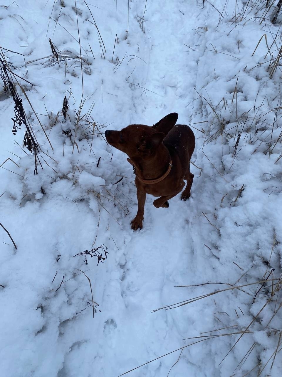 Найдена собака в Раменском — фото объявления