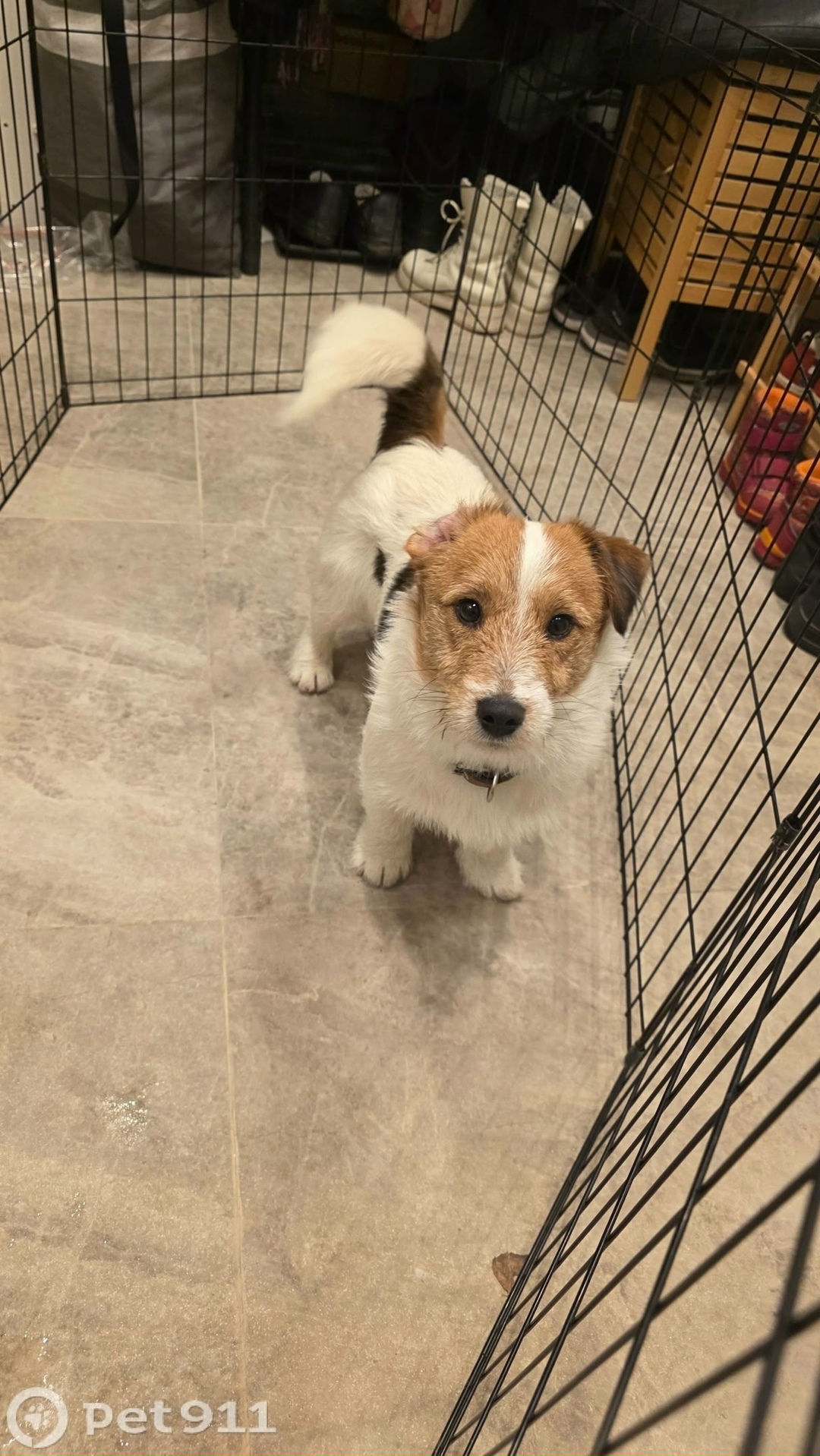 Найдена собака в Раменском — фото объявления