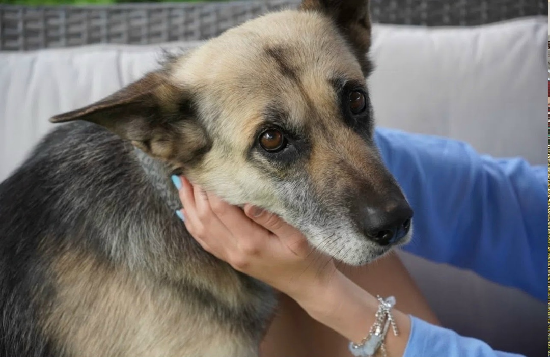 Пропала собака в Раменском — фото объявления