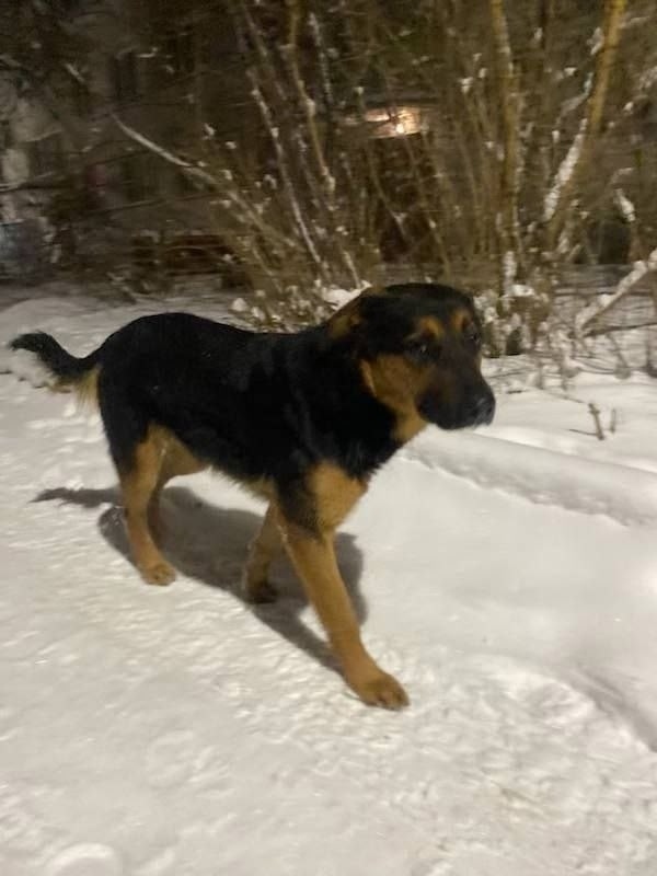 Пропала собака в Раменском — фото объявления