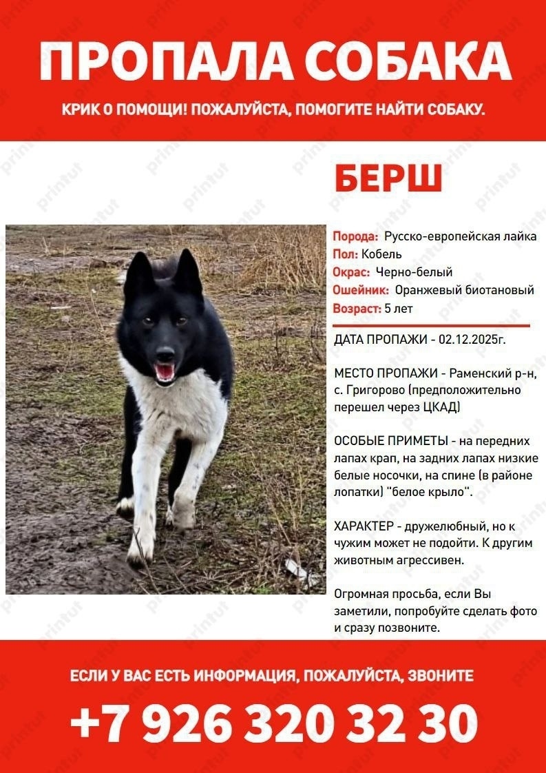 Пропала собака в Раменском — фото объявления