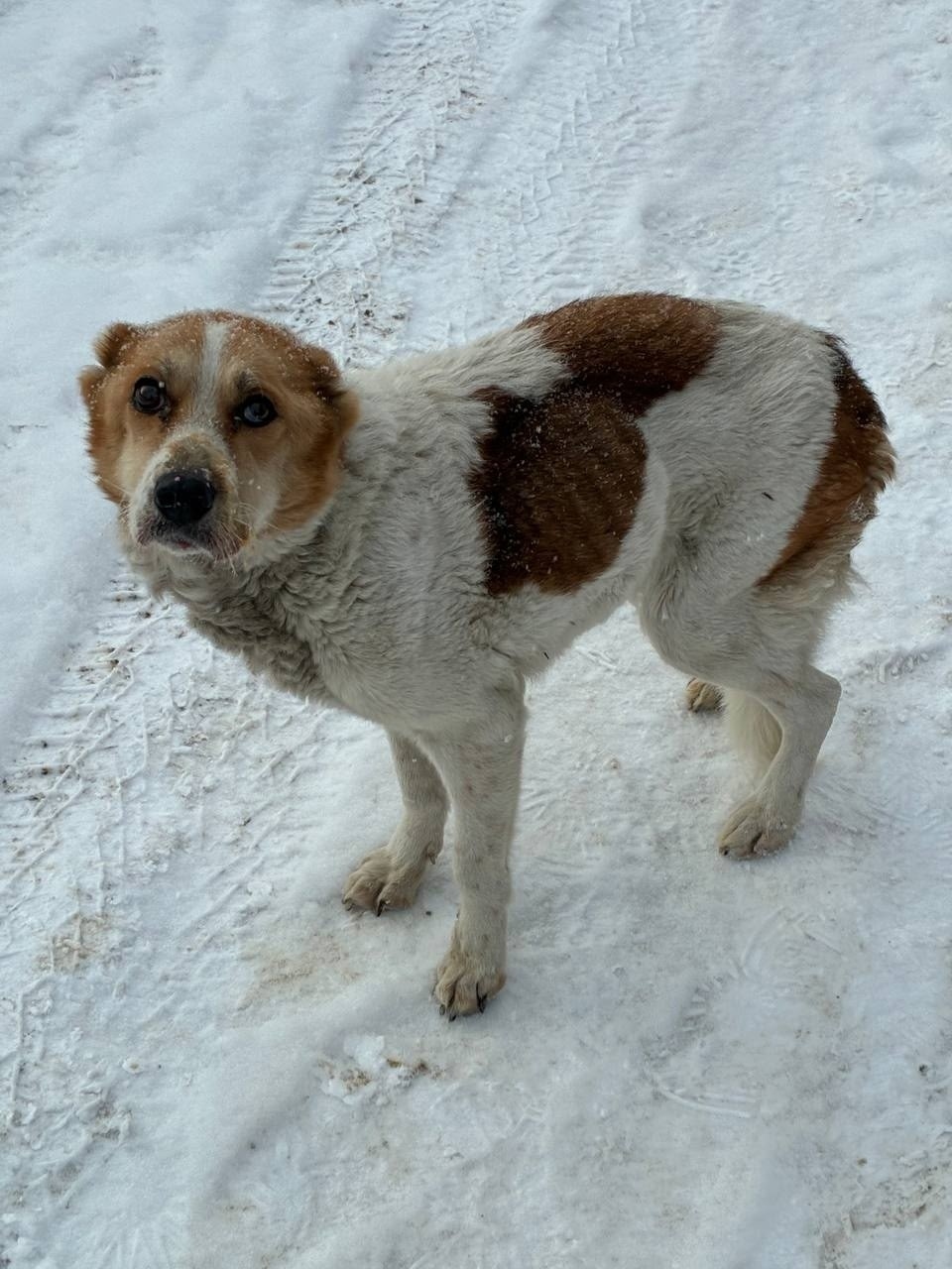 Найдена собака в Раменском — фото объявления