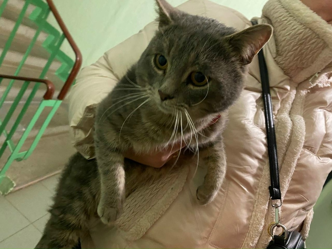 Найдена кошка в Раменском — фото объявления