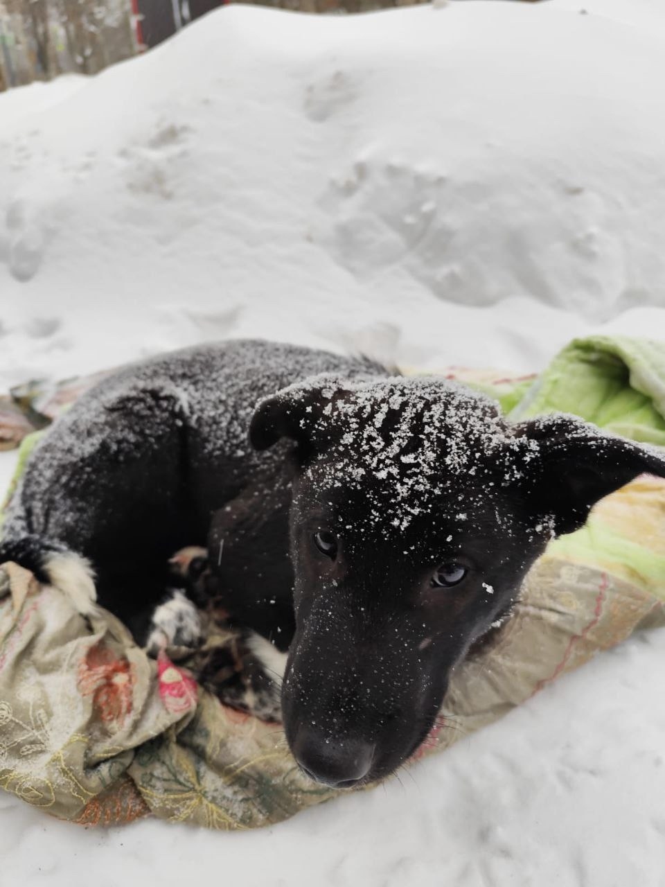 Найдена собака в Раменском — фото объявления
