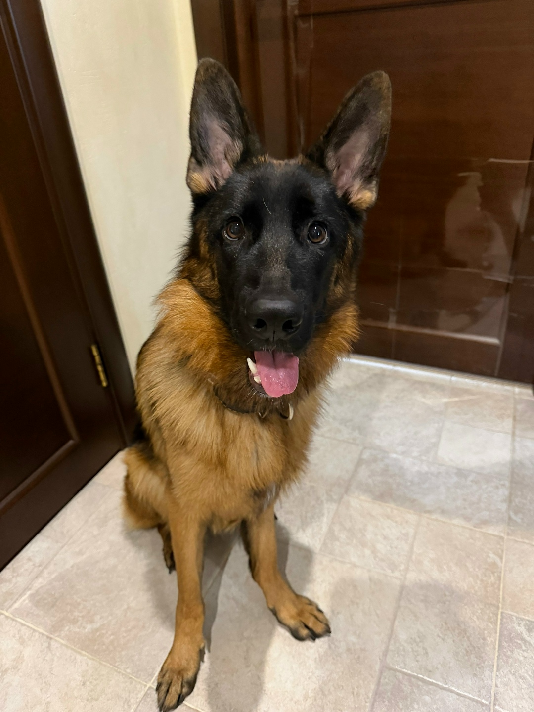 Пропала собака в Раменском — фото объявления