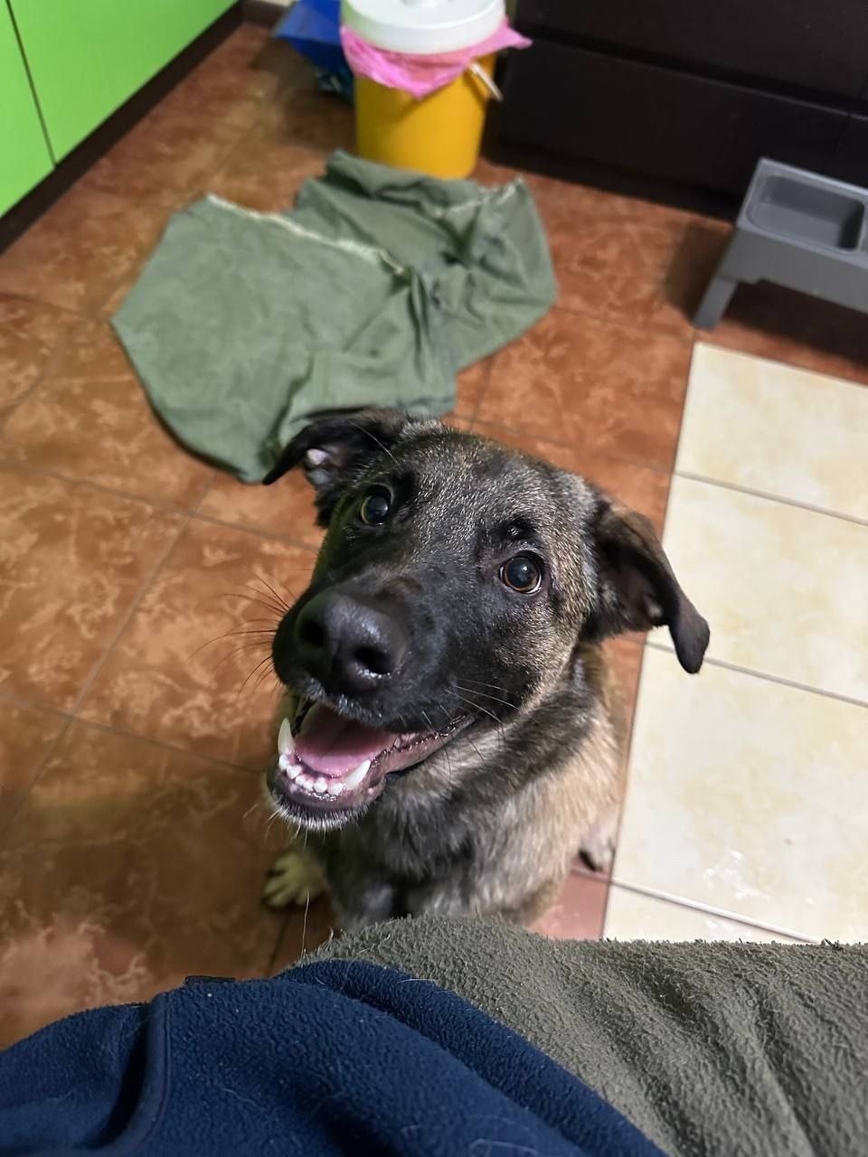 Найдена собака в Раменском — фото объявления