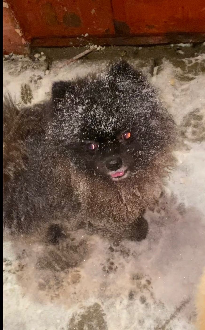 Пропала собака в Раменском — фото объявления