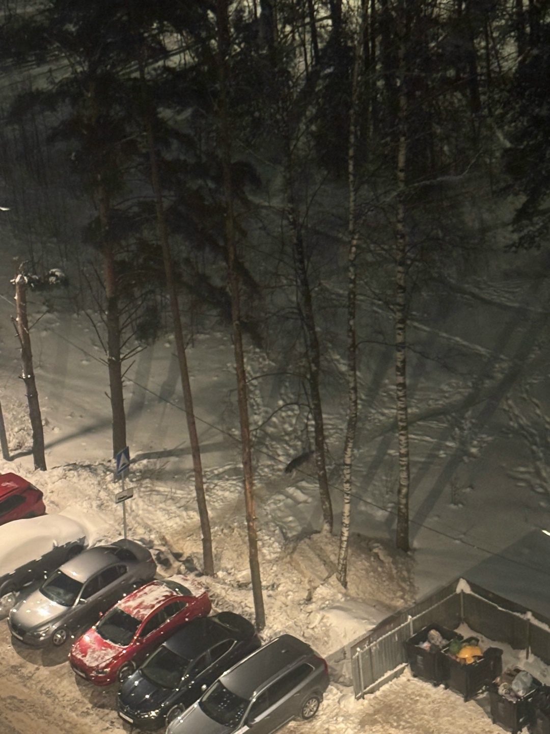 Пропала собака в Раменском — фото объявления