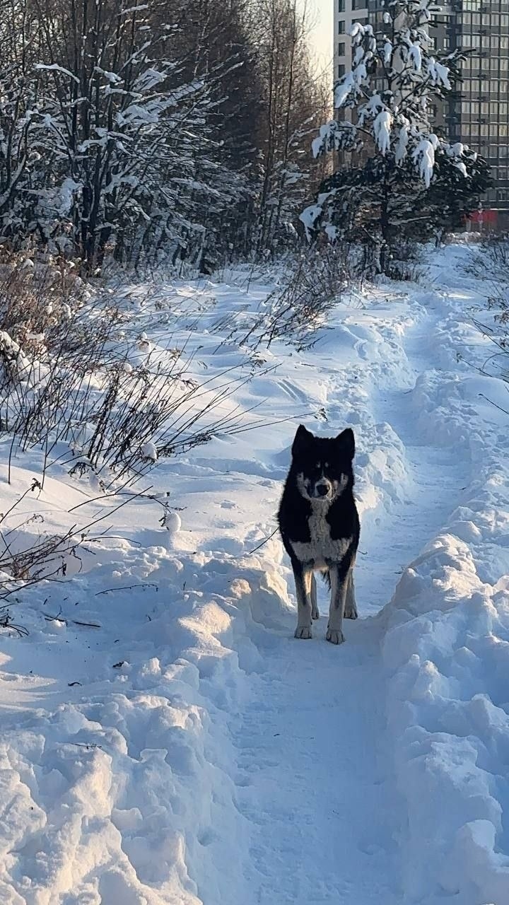 Найдена собака в Раменском — фото объявления