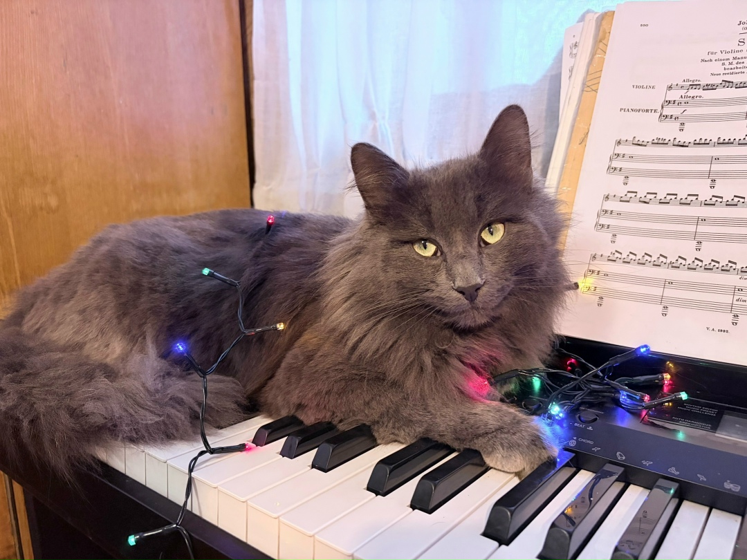 Пропала собака в Раменском — фото объявления