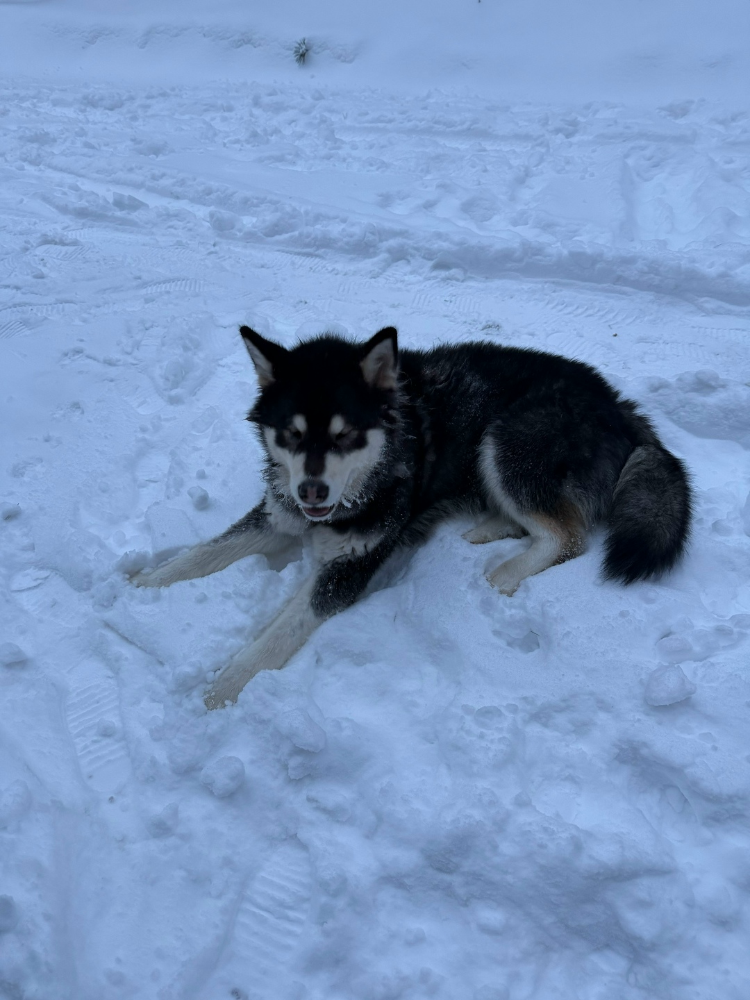 Пропала собака в Раменском — фото объявления