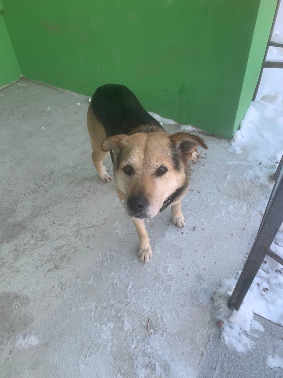 Пропала собака в Раменском — фото объявления