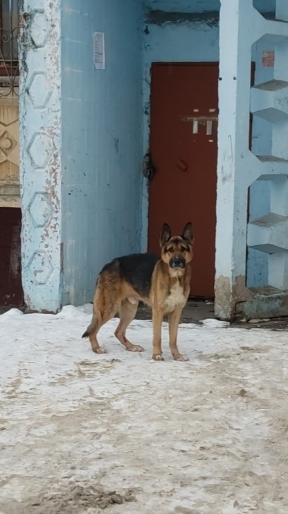 Найдена собака в Раменском — фото объявления