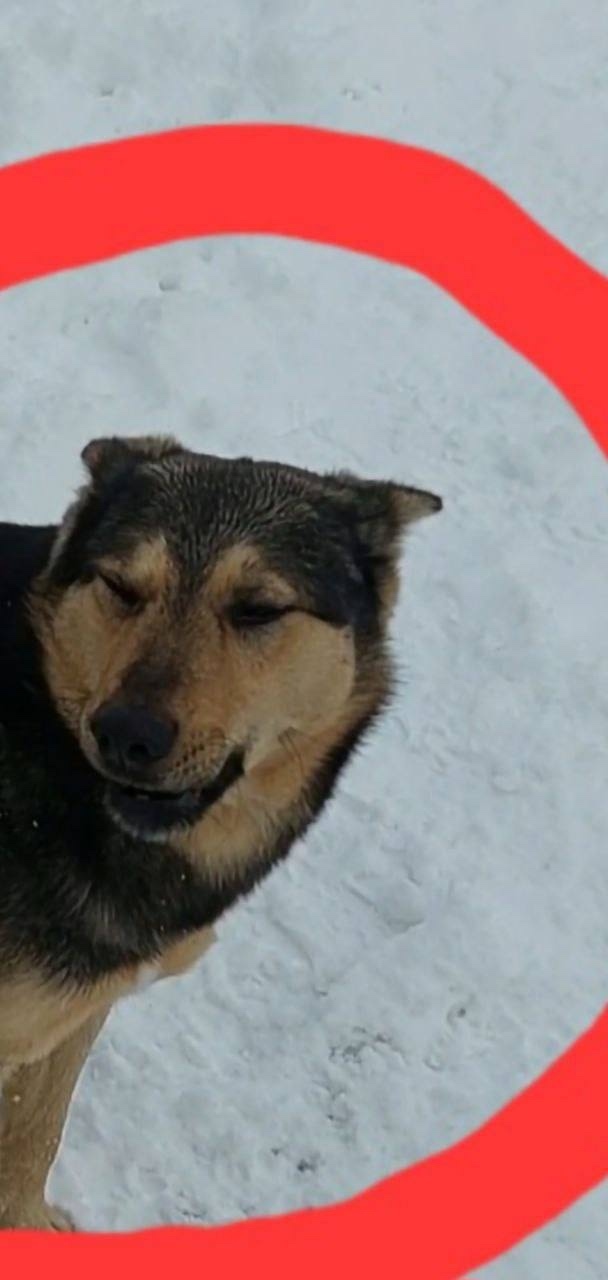 Пропала собака в Раменском — фото объявления