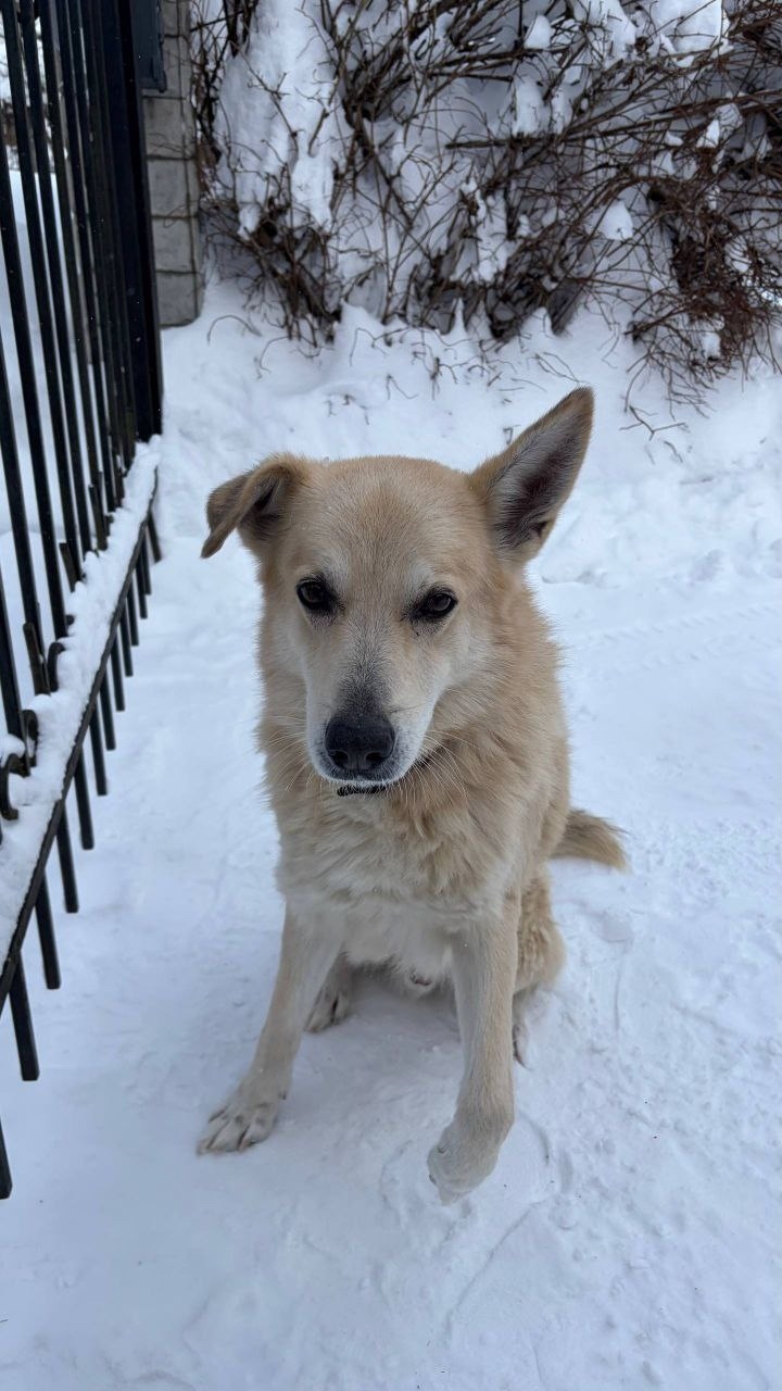 Найдена собака в Раменском — фото объявления