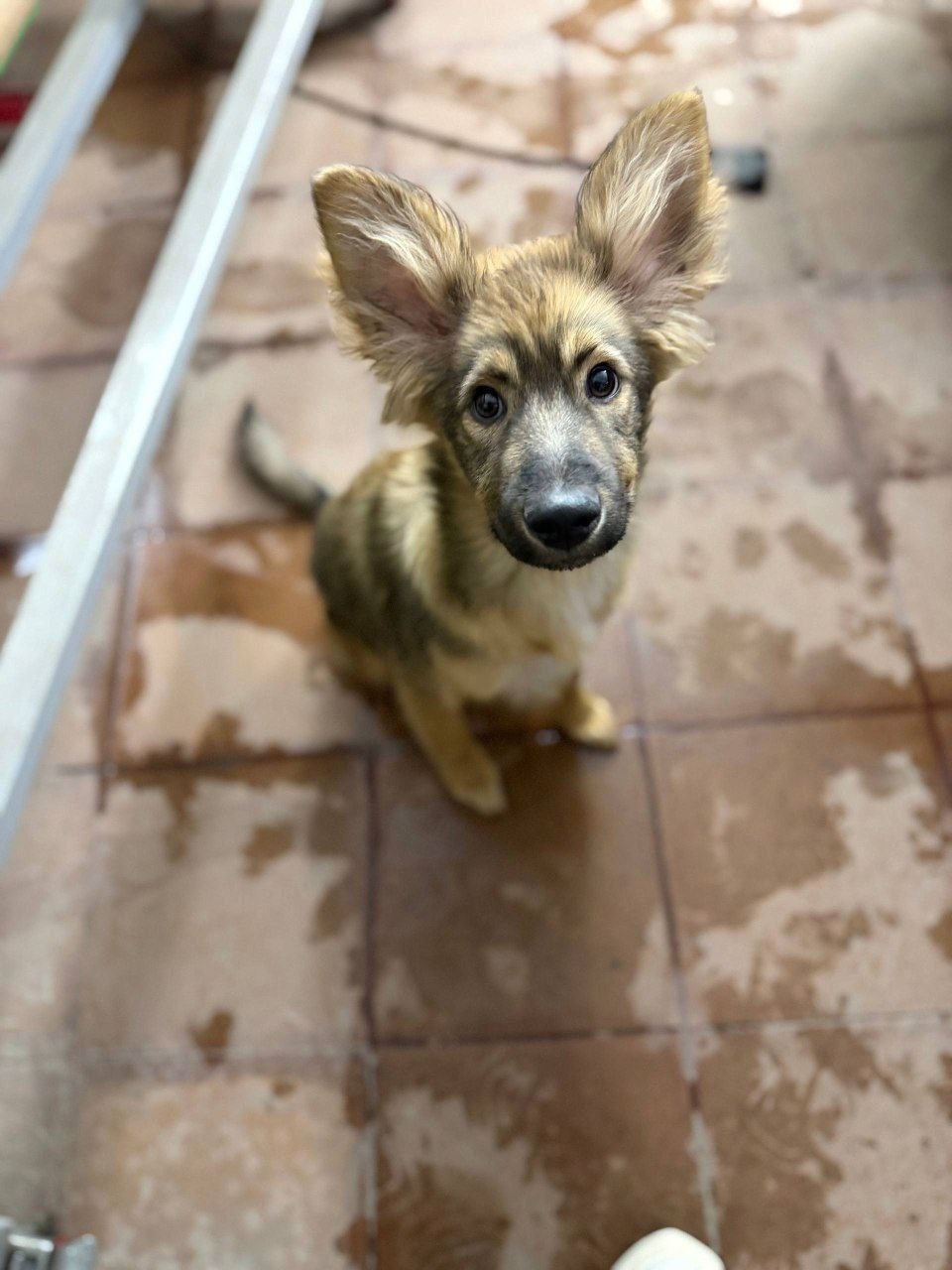 Найдена собака в Раменском — фото объявления