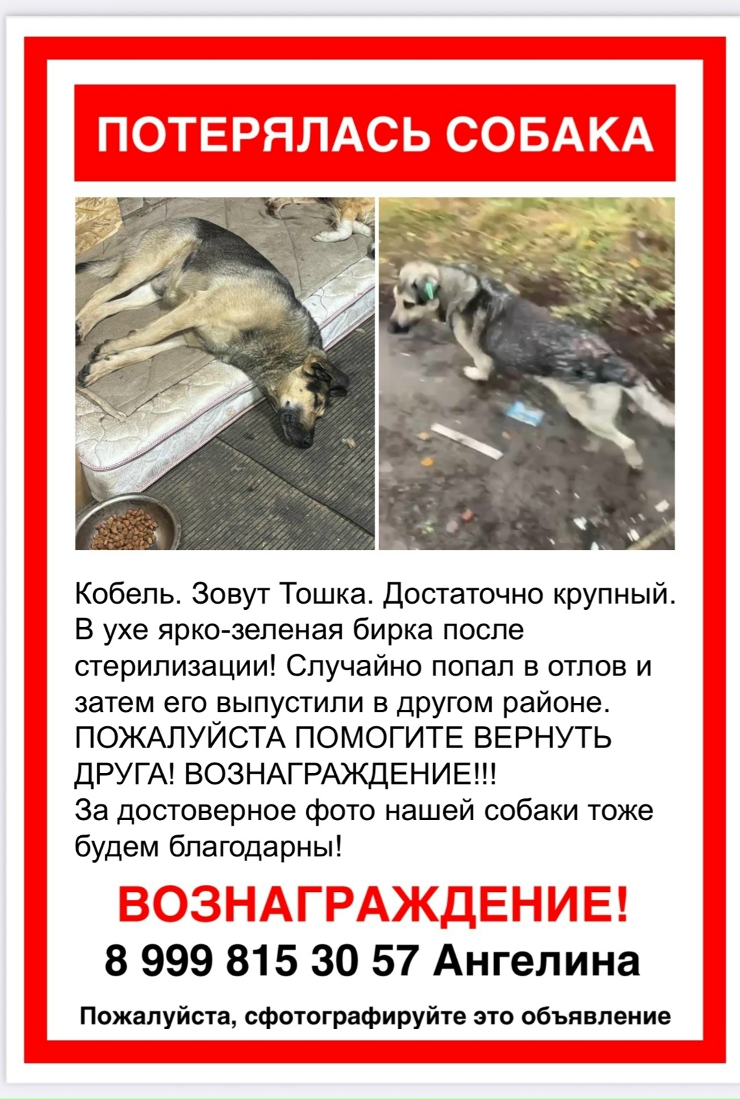 Пропала собака в Раменском — фото объявления