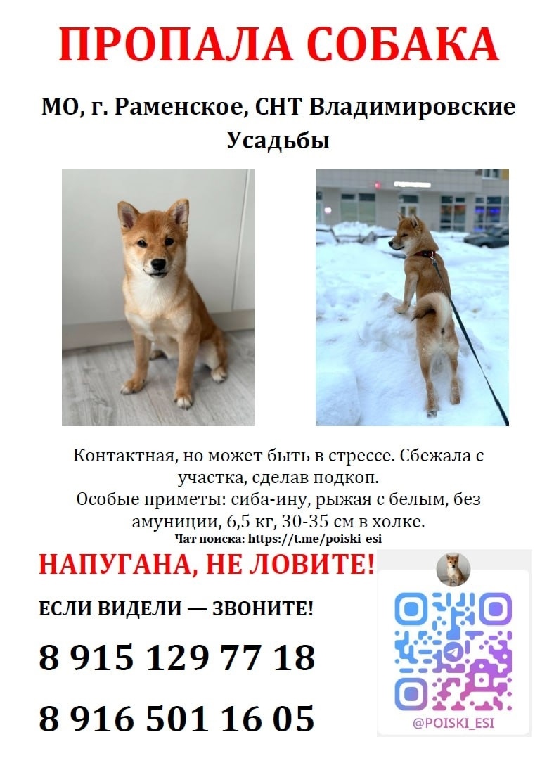 Пропала собака в Раменском — фото объявления