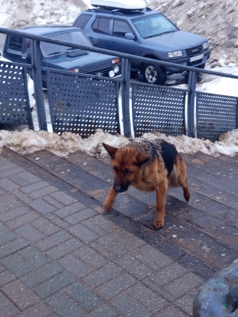 Найдена собака в Раменском — фото объявления