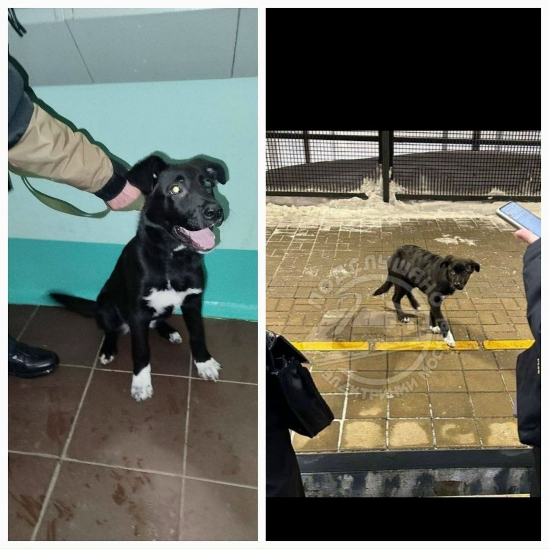 Найдена собака в Раменском — фото объявления