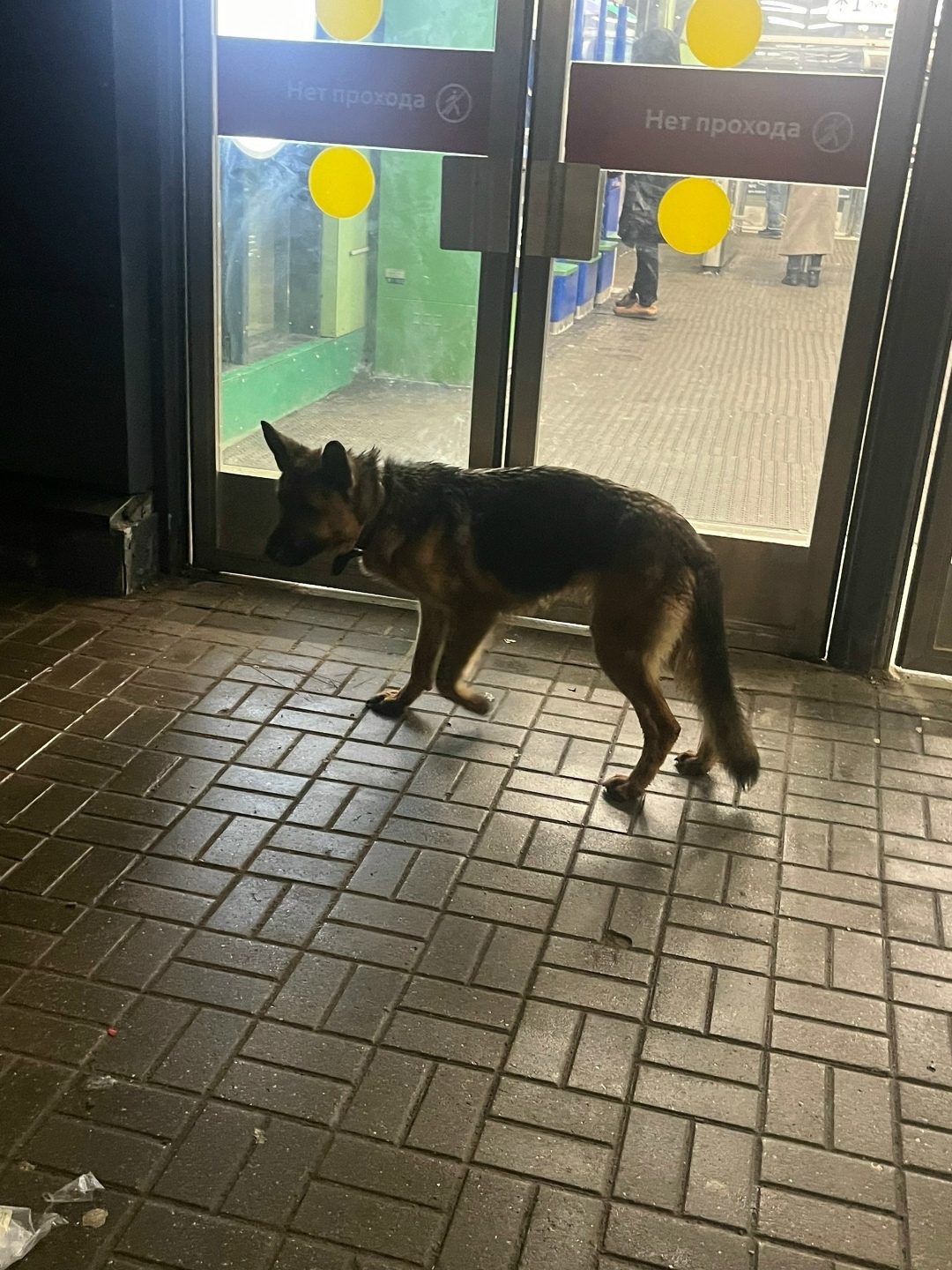 Пропала собака в Раменском — фото объявления