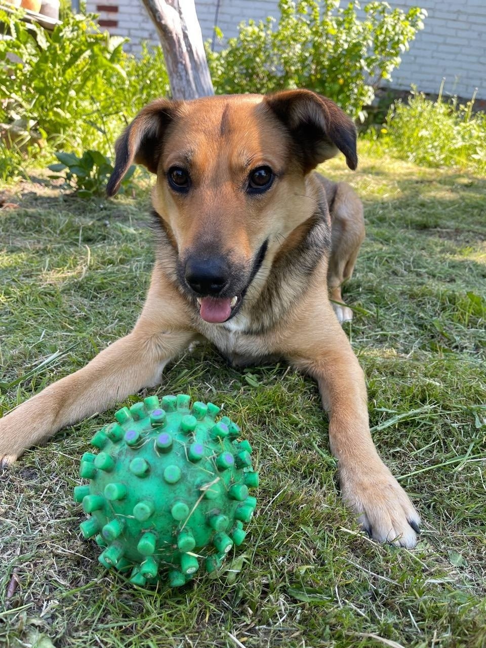 Пропала собака в Раменском — фото объявления