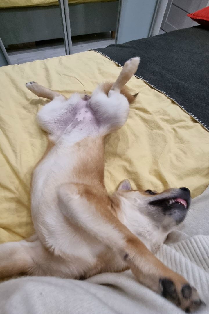 Пропала собака в Раменском — фото объявления