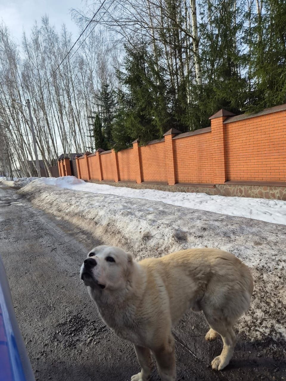 Пропала собака в Раменском — фото объявления