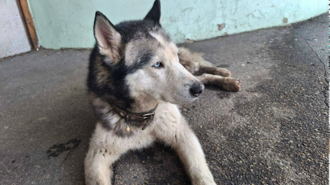 Пропала собака в Раменском — фото объявления
