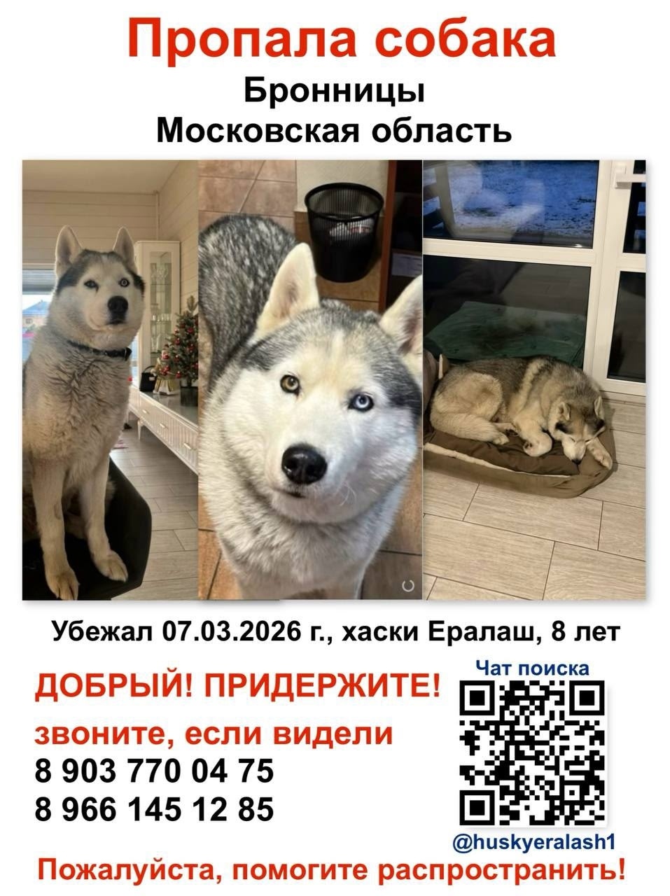 Пропала собака в Раменском — фото объявления