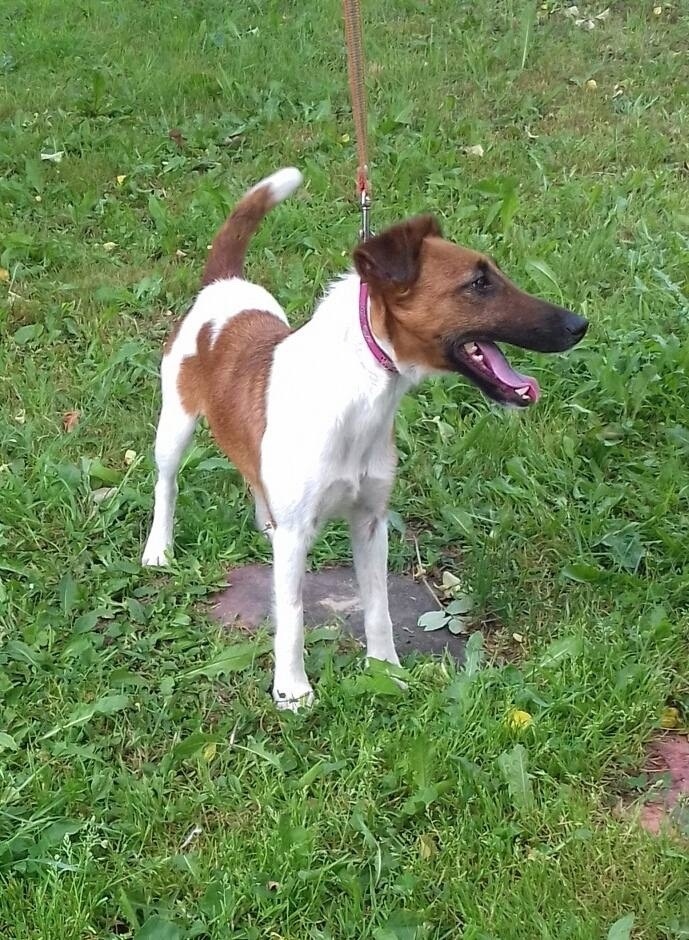 Пропала собака в Раменском — фото объявления