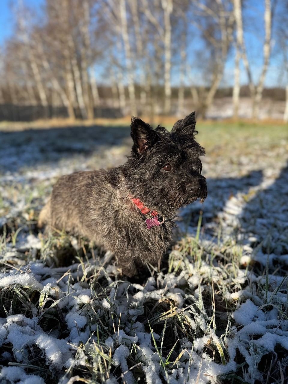 Пропала собака в Раменском — фото объявления