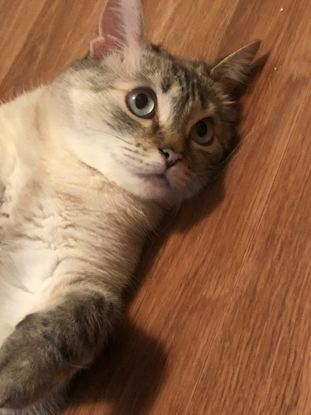 Пропала кошка в Раменском — фото объявления