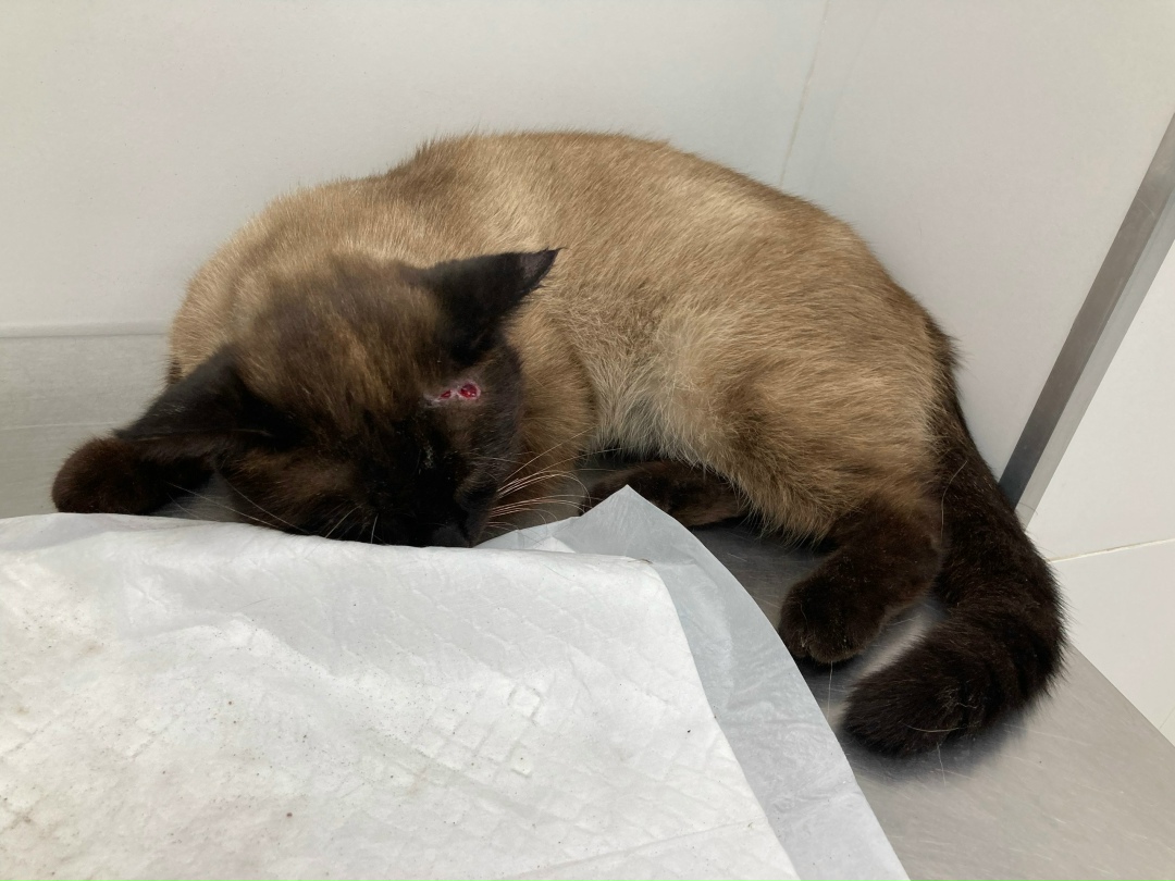 Найдена кошка в Раменском — фото объявления