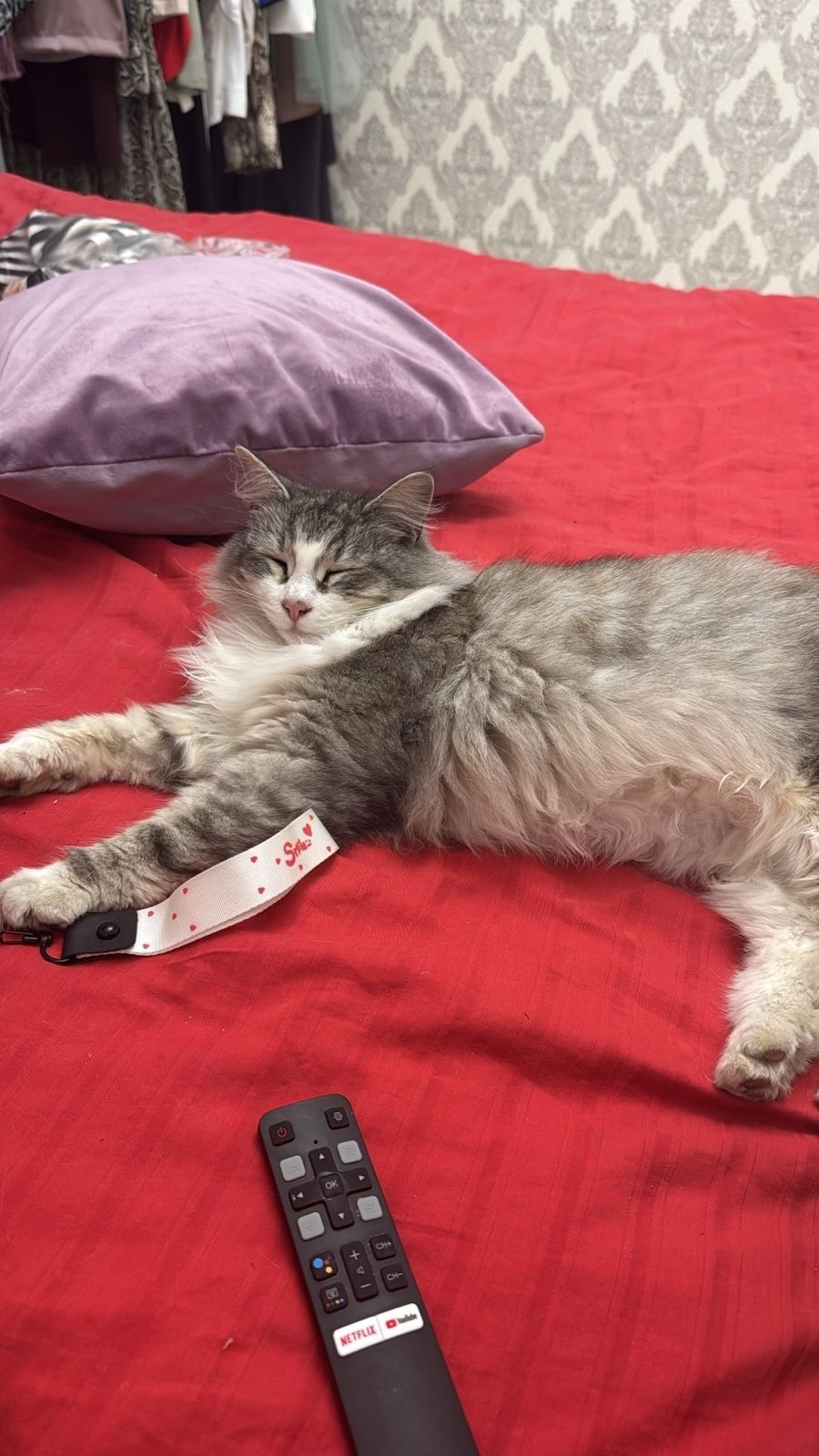 Пропала кошка в Раменском — фото объявления