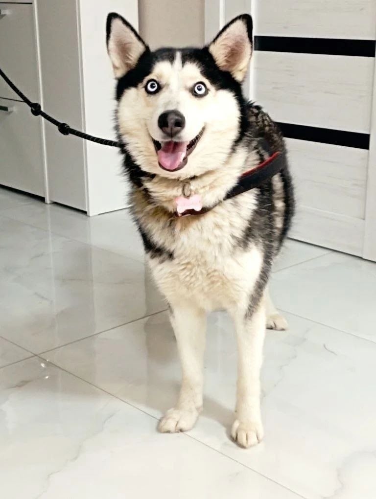 Пропала собака в Раменском — фото объявления