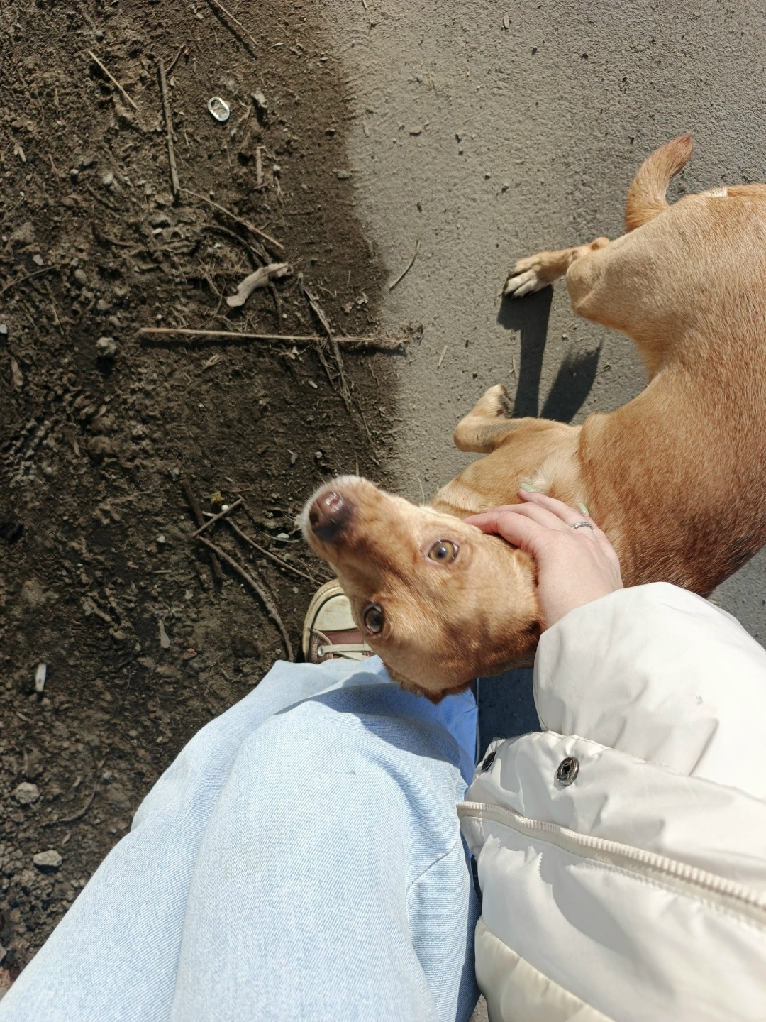 Найдена собака в Раменском — фото объявления