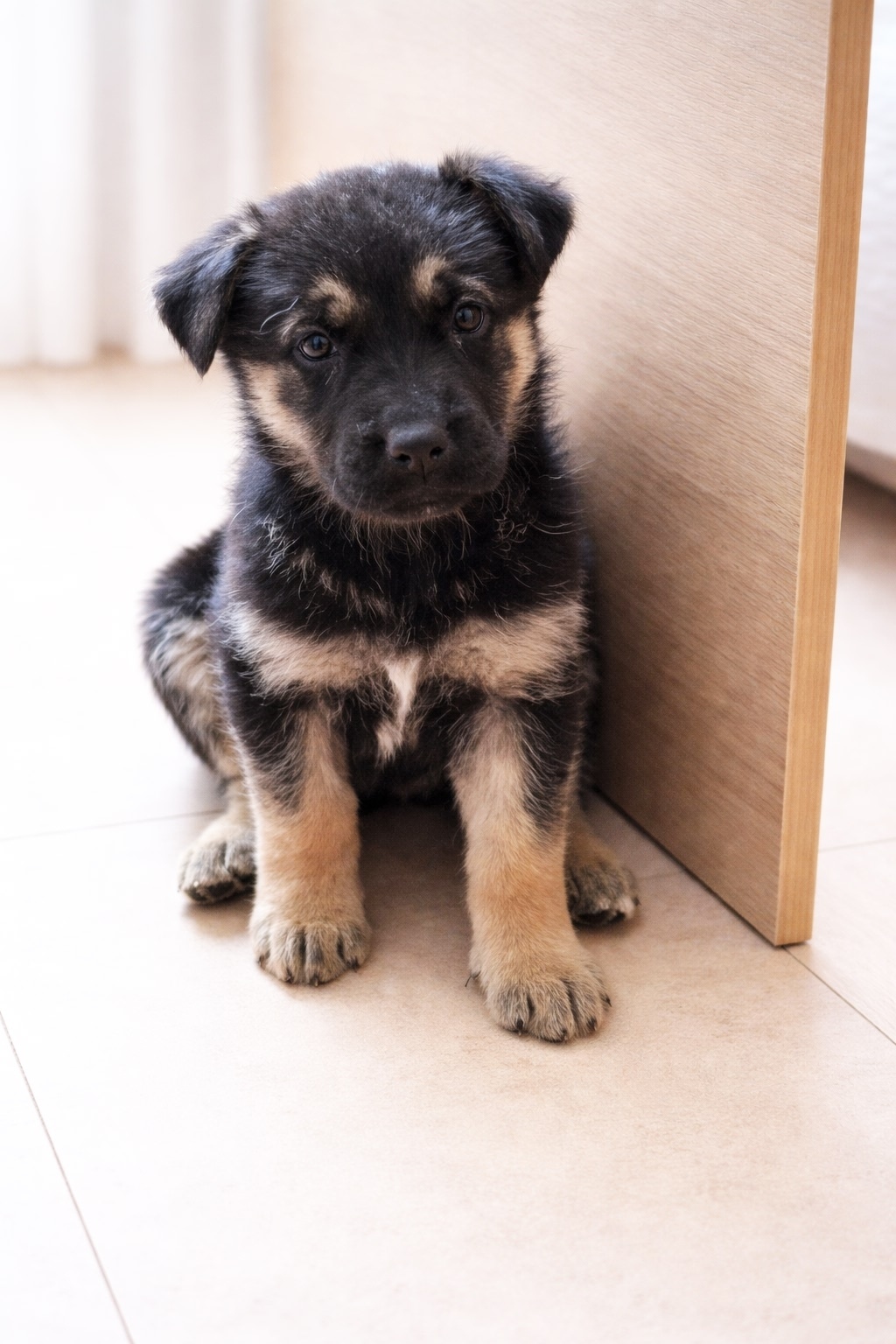 Найдена собака в Раменском — фото объявления