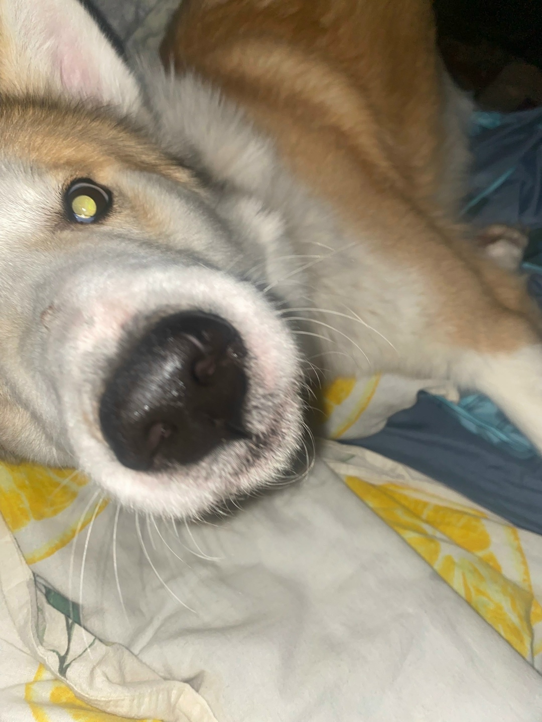 Пропала собака в Раменском — фото объявления