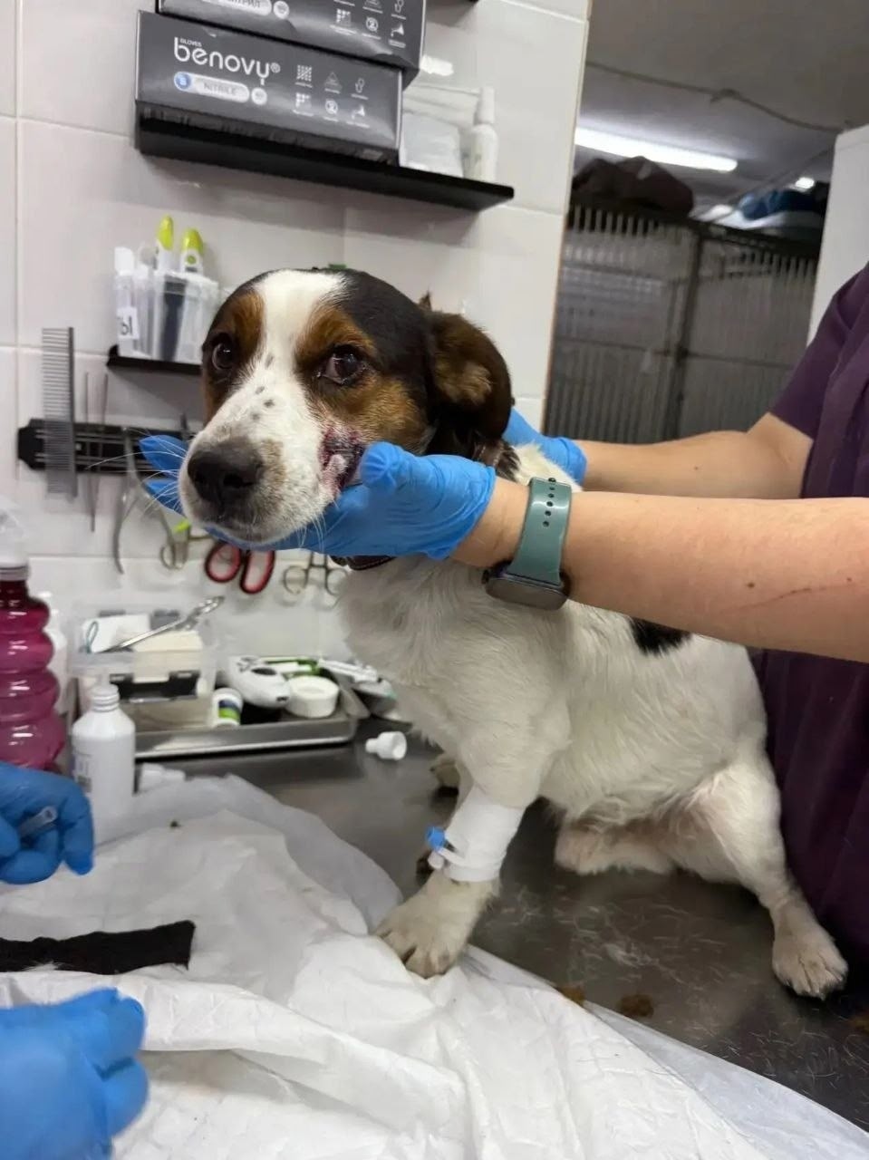 Пропала собака в Раменском — фото объявления