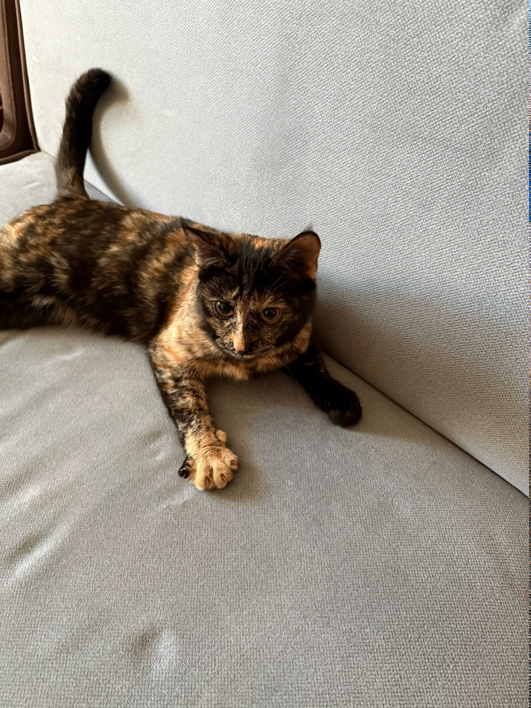 Найдена собака в Раменском — фото объявления