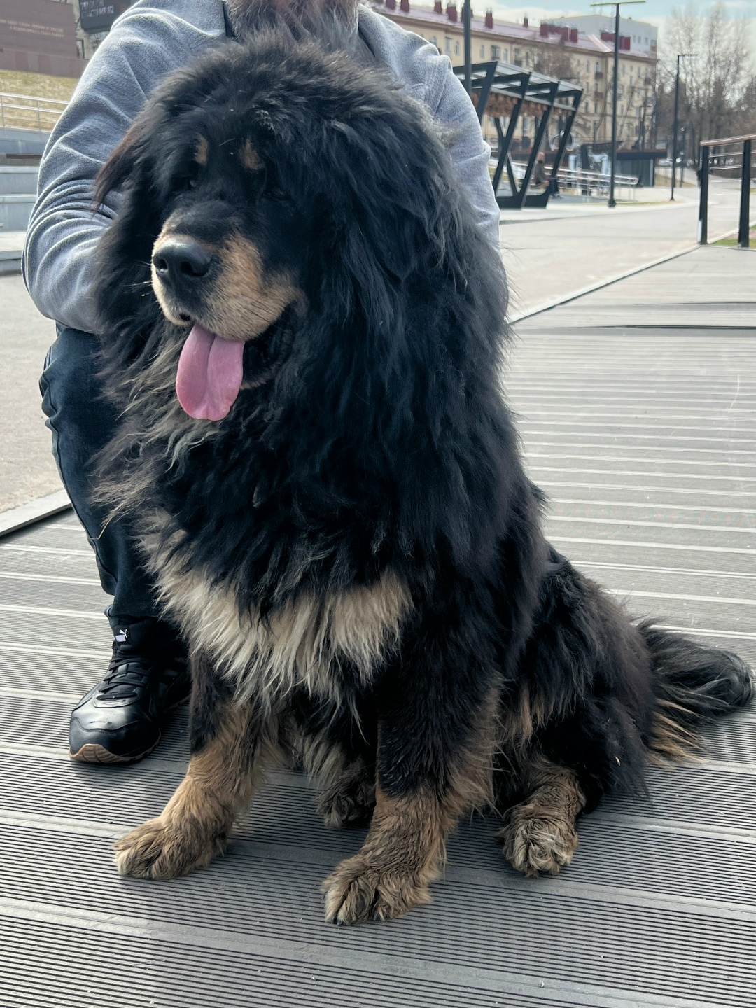 Найдена собака в Раменском — фото объявления