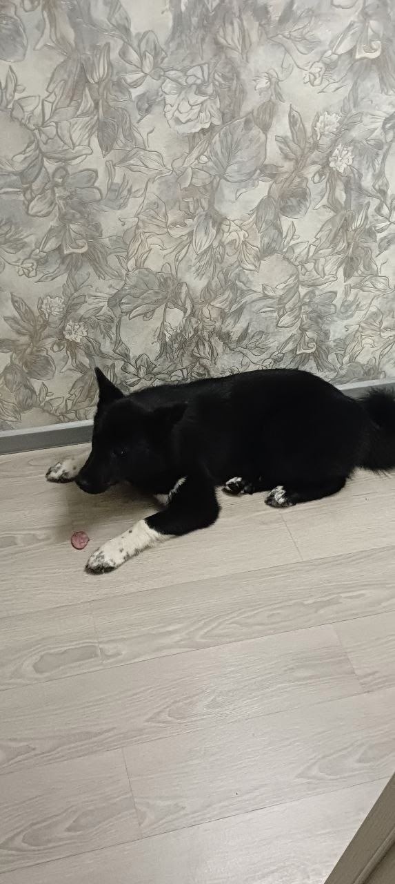 Пропала собака в Раменском — фото объявления