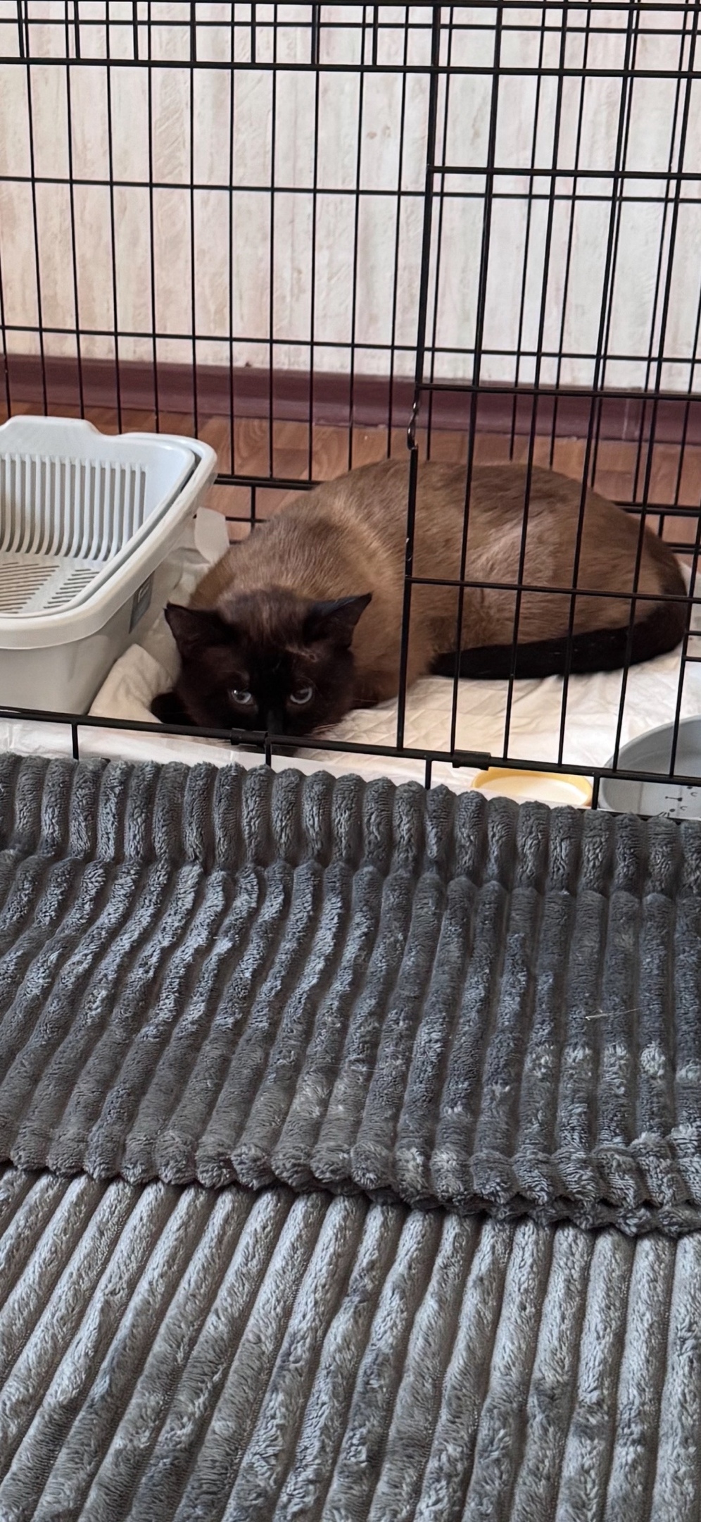 Найдена кошка в Раменском — фото объявления