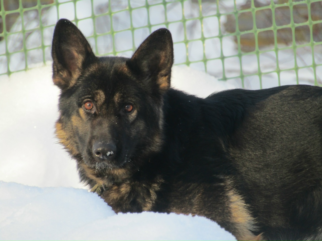 Найдена собака в Раменском — фото объявления