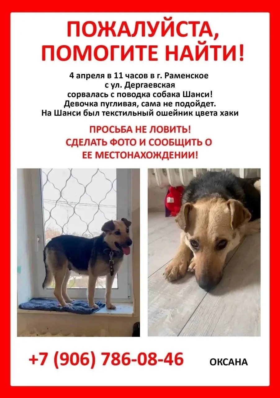 Пропала собака в Раменском — фото объявления