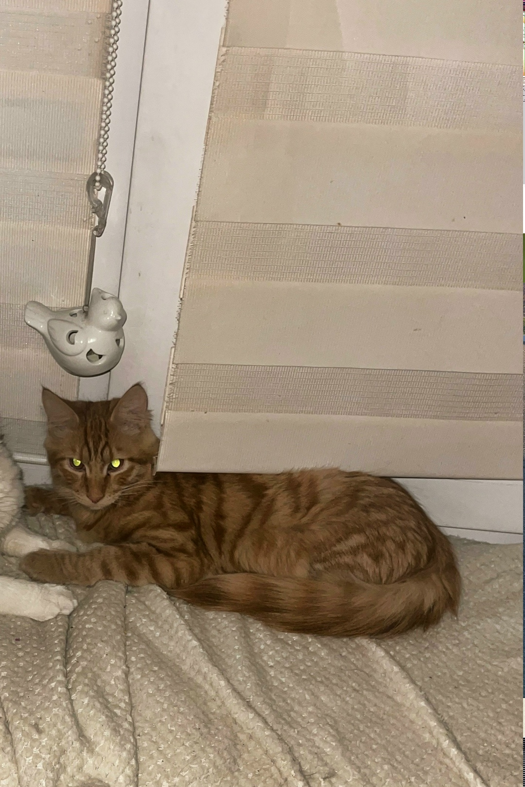 Пропала кошка в Раменском — фото объявления