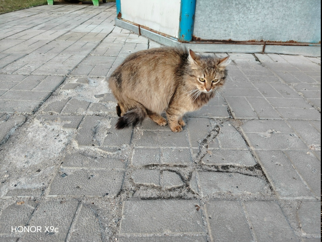 Найдена собака в Раменском — фото объявления