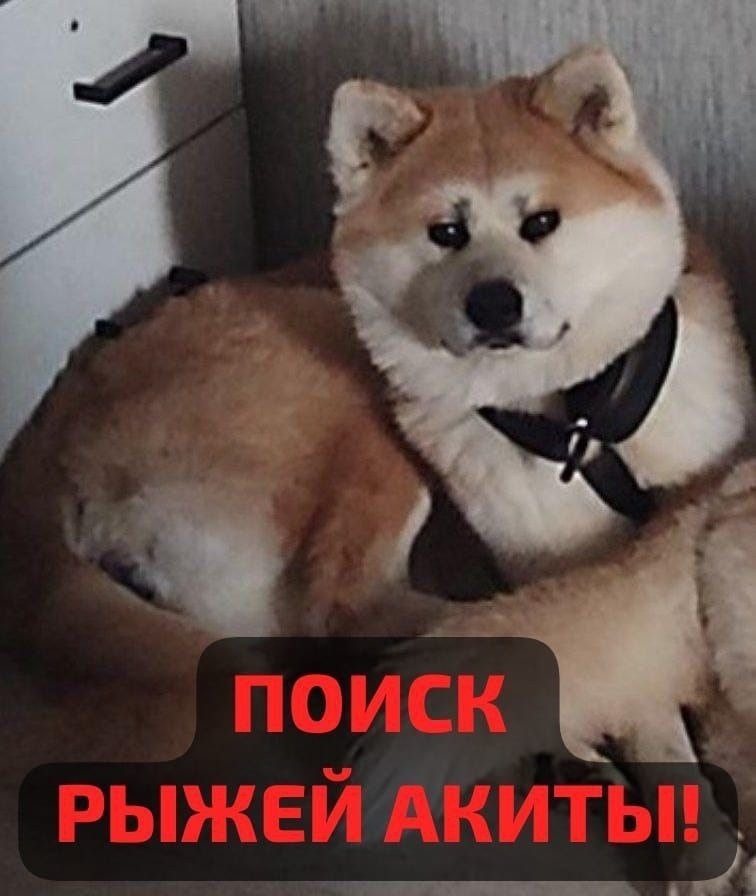 Пропала собака в Раменском — фото объявления