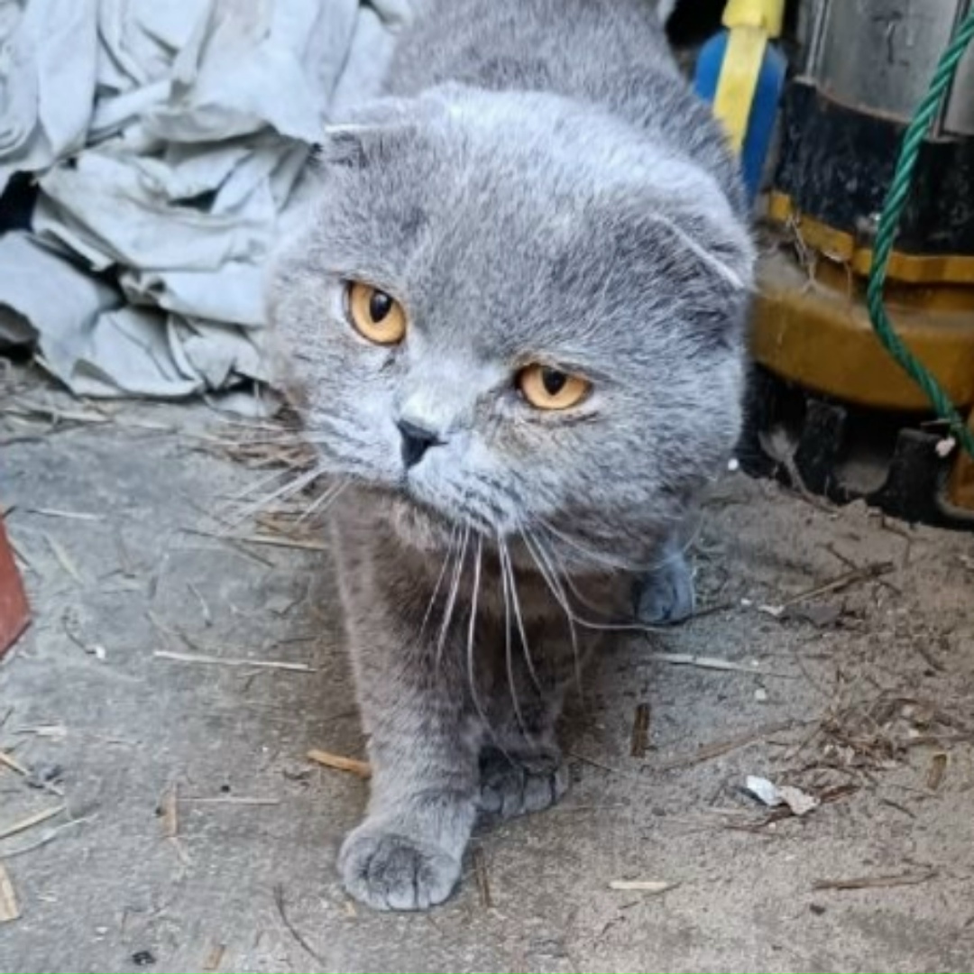 Найдена собака в Раменском — фото объявления